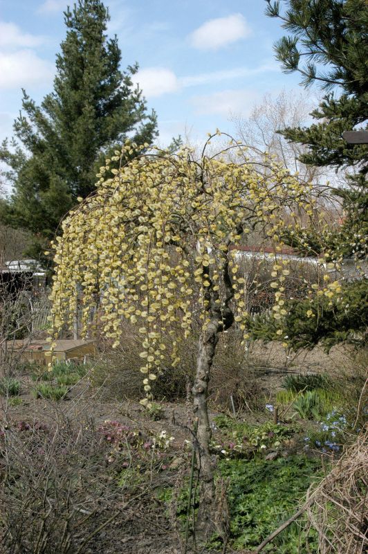 Hängende Kätzchenweide - Salix caprea 'Pendula'