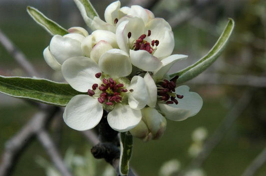 Hängende Wildbirne - Pyrus salicifolia 'Pendula' CAC