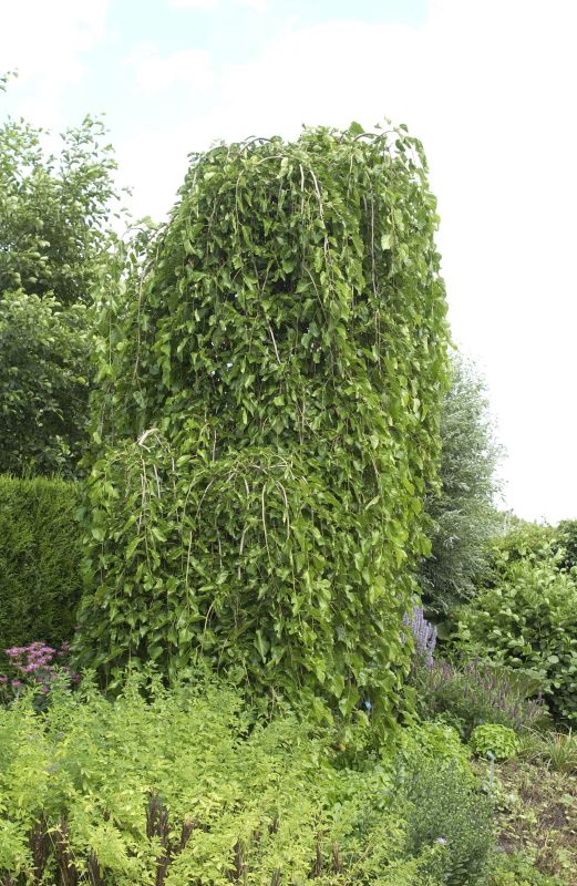 Hängender Weißer Maulbeerbaum - Morus alba 'Pendula'