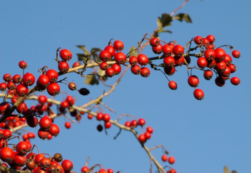 Hahnendorn 'grignonensis' - Crataegus grignonensis