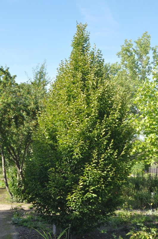 Hainbuche 'Fastigiata' / Pyramiden-Weißbuche - Carpinus betulus 'Fastigiata'