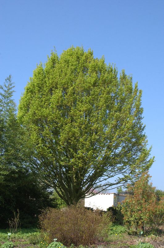 Hainbuche / Weißbuche 'Columnaris' - Carpinus betulus 'Columnaris'
