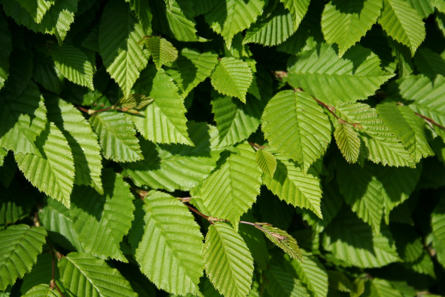 Hainbuche / Weißbuche - Carpinus betulus