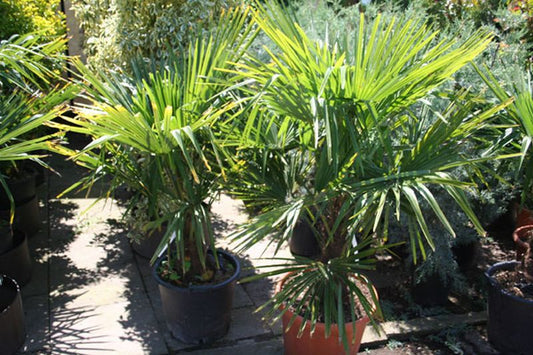 Hanfpalme - Trachycarpus fortunei