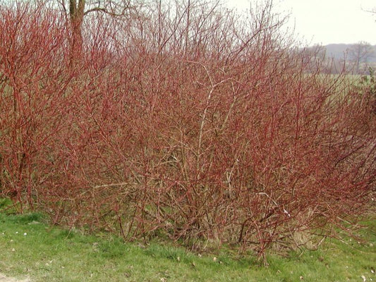 Hartriegel 'Sibirica Variegata' - Cornus alba 'Sibirica Variegata'