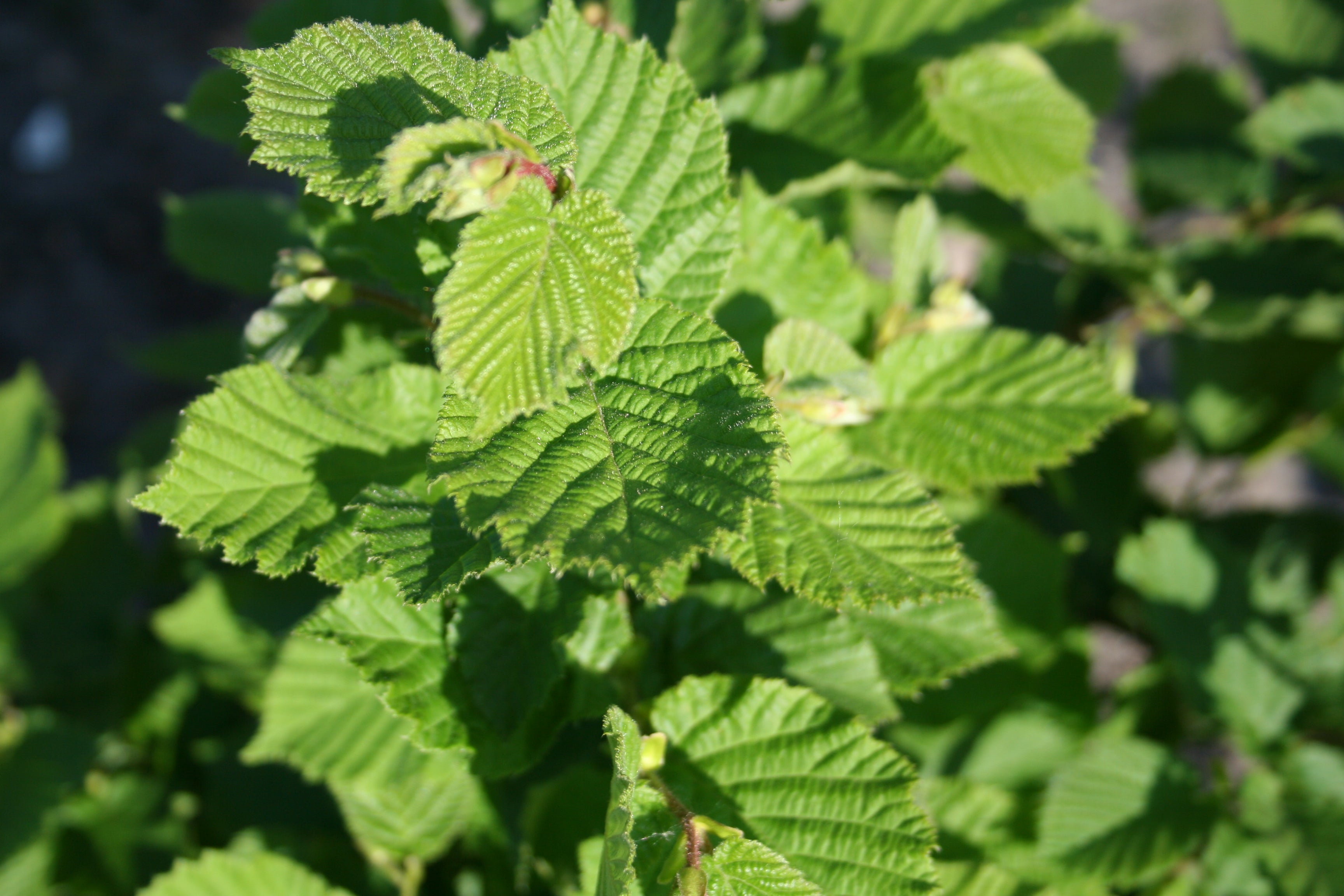 Haselnuss Rinde Waldhasel / Haselnuss - Corylus avellana – Baumschule-Garten.de