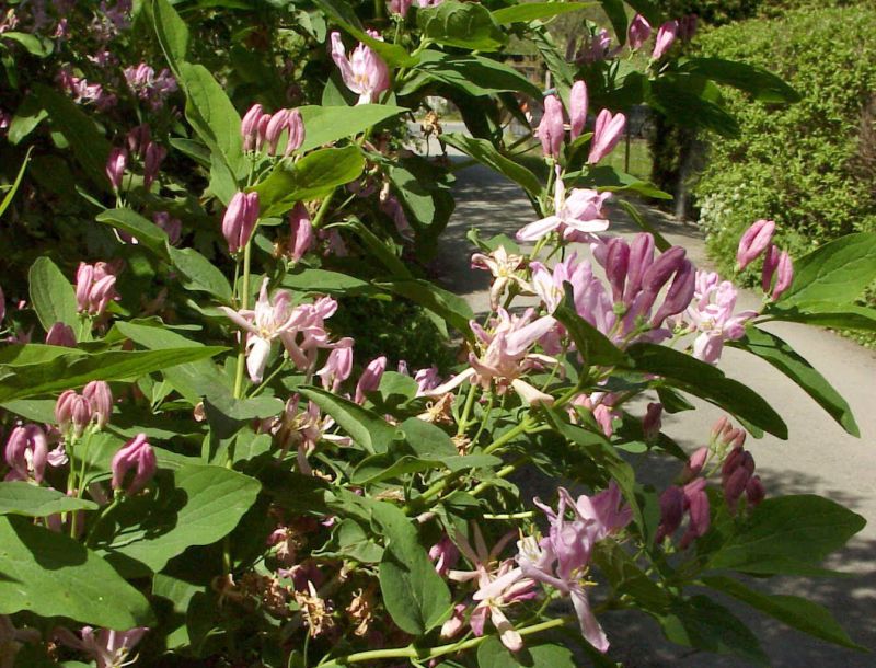 Heckenkirsche - Lonicera korolkowii zabelii