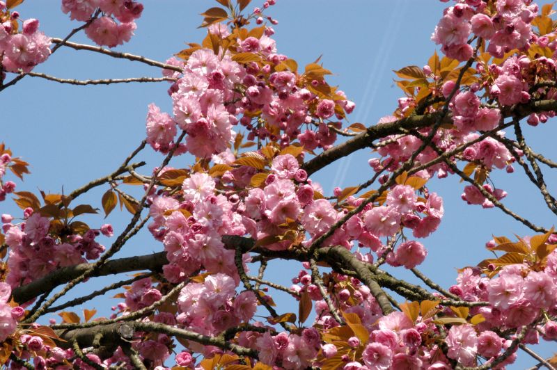 Hellrosa Nelkenkirsche - Prunus serrulata 'Pink Perfection' CAC