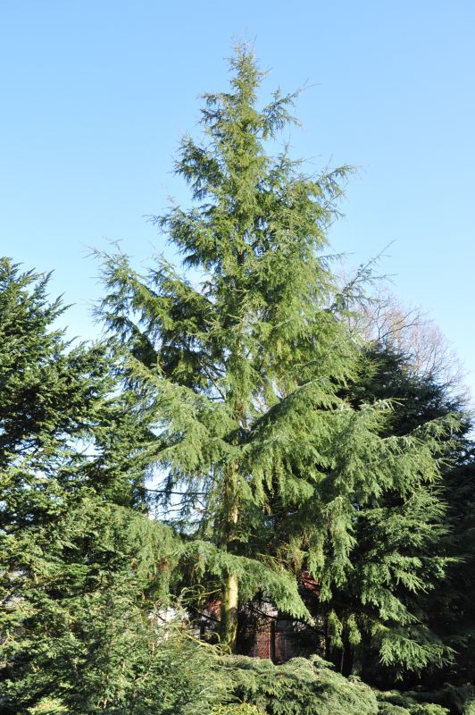 Hemlocktanne heterophylla - Tsuga heterophylla