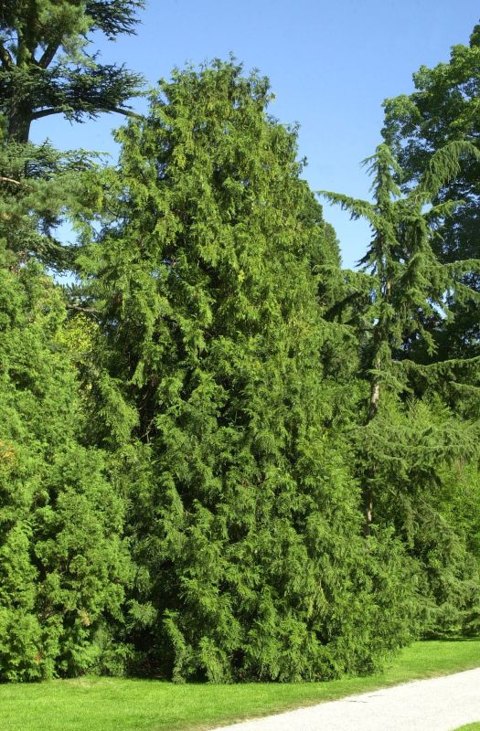 Hiba-Lebensbaum - Thujopsis dolabrata