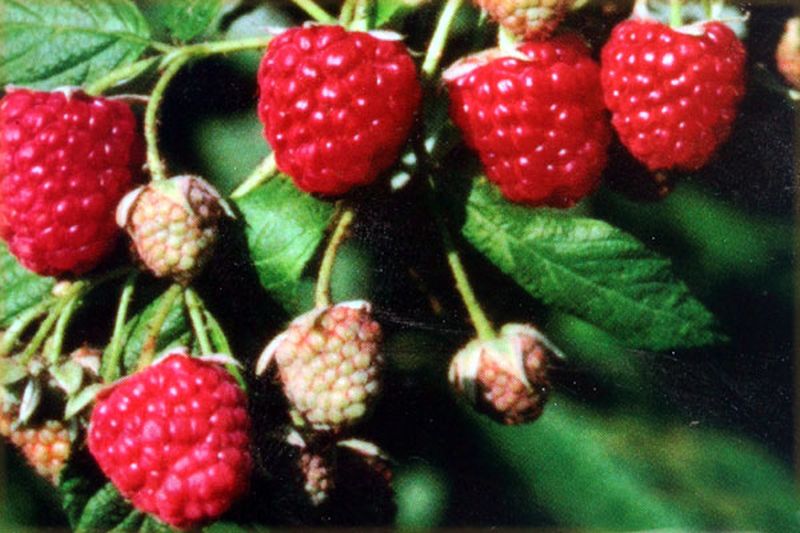 Himbeere 'Autumn Bliss' -S- - Rubus idaeus 'Autumn Bliss' -S- CAC