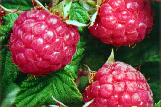 Himbeere 'Himbostar' ® - Rubus idaeus 'Himbostar' ® CAC