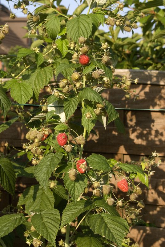 Himbeere 'Himbotop' ® Rubus id.'Himbotop' ® CAC BaumschuleGarten.de
