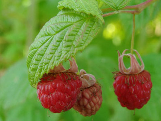 Himbeere 'Malling Exploit' - Rubus idaeus 'Malling Exploit' CAC