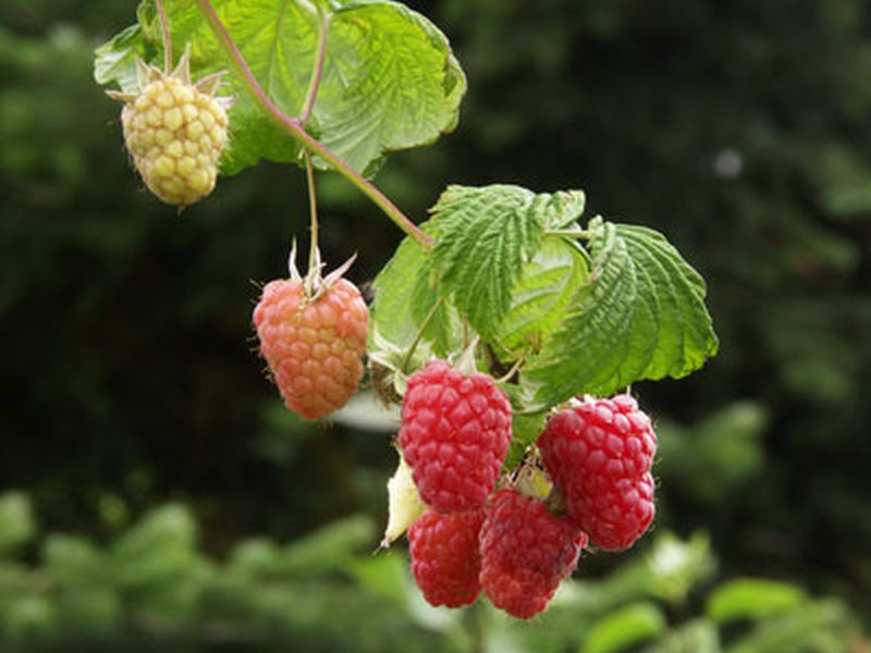 Himbeere 'Polka' -S- - Rubus Idaeus 'Polka' -S- CAC – Baumschule-Garten.de