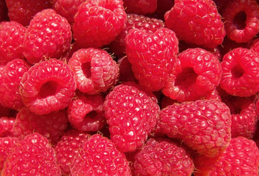 Himbeere 'Rubaca' -S- - Rubus idaeus 'Rubaca' -S- CAC