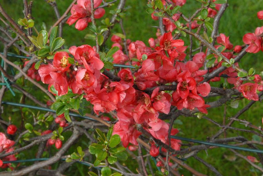 Hochwachsende Zierquitte speciosa - Chaenomeles speciosa