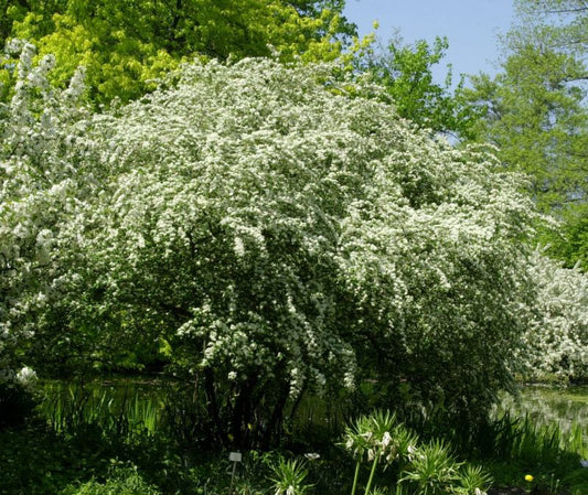 Hohe Blütenmispel - Cotoneaster multiflorus