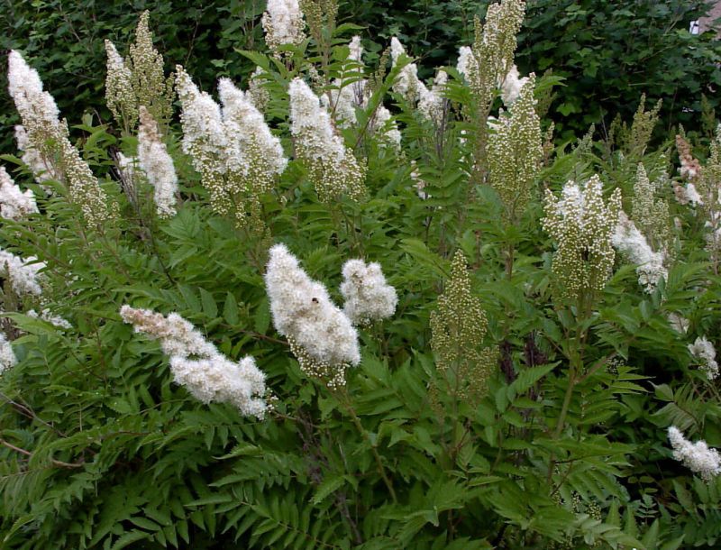 Hohe Fiederspiere - Sorbaria aitchisonii