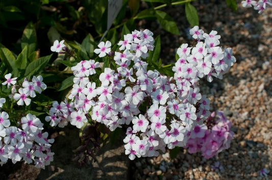 Hohe Garten-Flammenblume Bright Eyes - Phlox paniculata 'Bright Eyes'