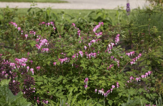 Hohe Herzblume, Tränendes Herz - Dicentra spectabilis
