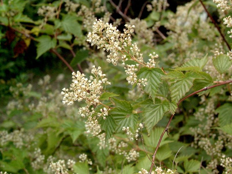 Hohe Kranzspiere - Stephanandra tanakae