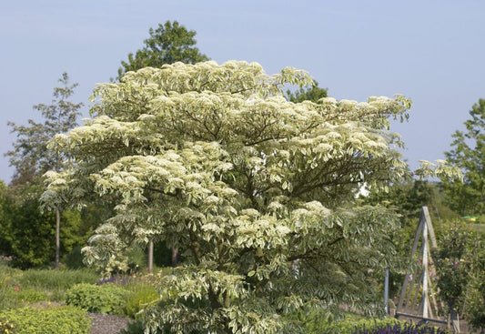 Hoher Weißbunter Etagen-Hartriegel - Cornus controversa 'Variegata'