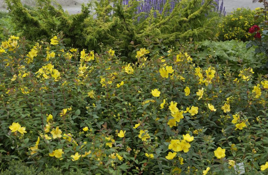 Hohes Johanniskraut - Hypericum moserianum