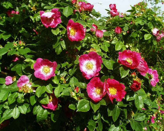 Hundsrose 'Kiese' - Rosa canina 'Kiese' STR