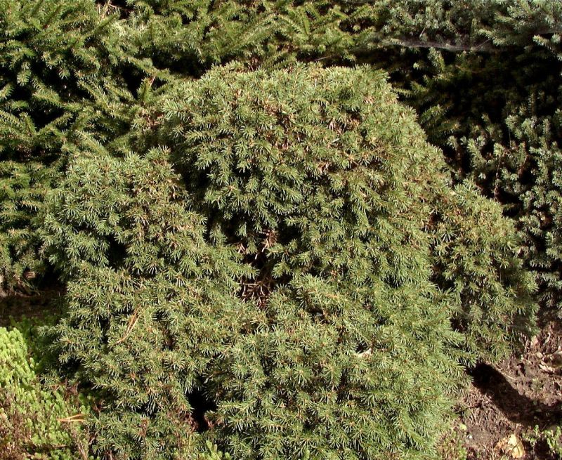 Igel-Fichte - Picea abies 'Echiniformis'