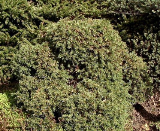 Igel-Fichte - Picea abies 'Echiniformis'