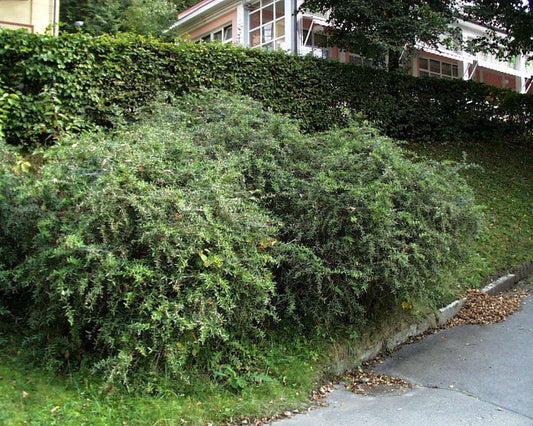 Immergr.Lanzenberberitze lanceifolia - Berberis gagnepainii lanceifolia