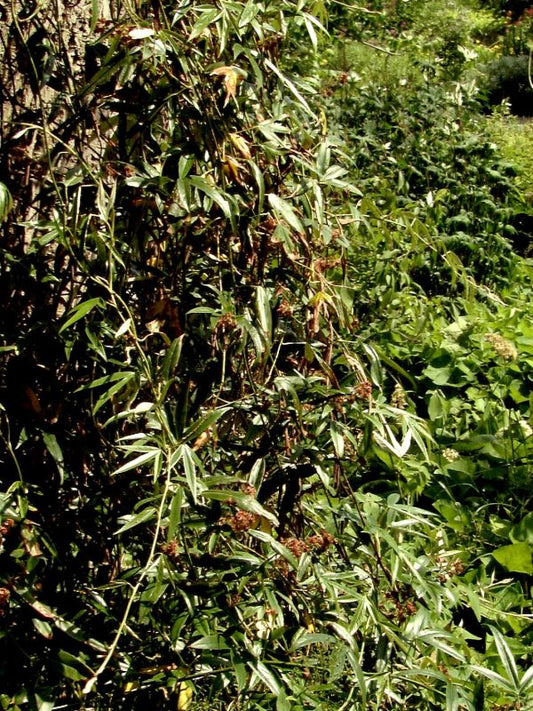 Immergrüne Kletterbrombeere - Rubus henryi