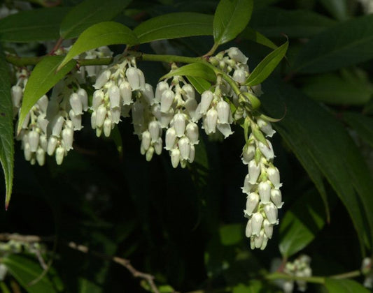 Immergrünes Lorbeerkrüglein - Leucothoe fontanesiana