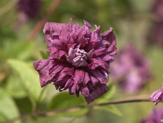 Italienische Waldreb.'Purpurea Pl.Elegans' - Clematis viticell.'Purpurea Plena Elegans'
