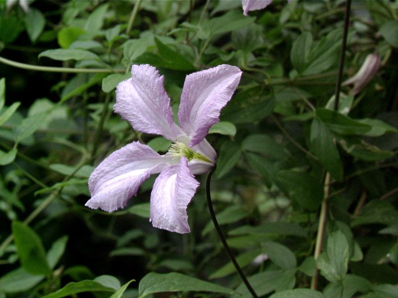 Italienische Waldrebe 'Betty Corning' - Clematis viticella 'Betty Corning'
