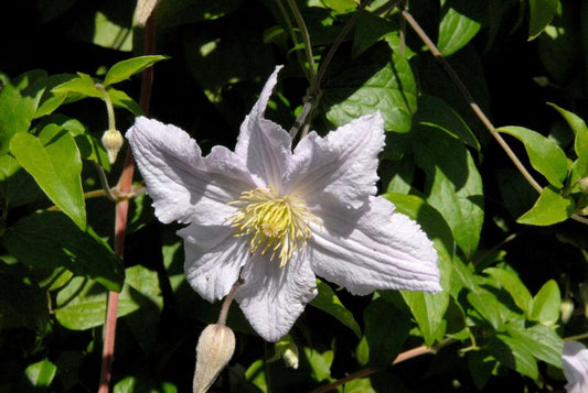 Italienische Waldrebe 'Entel' - Clematis viticella 'Entel'