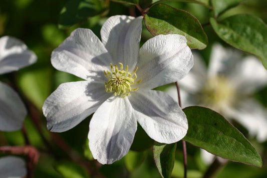 Italienische Waldrebe 'Huldine' - Clematis viticella 'Huldine'