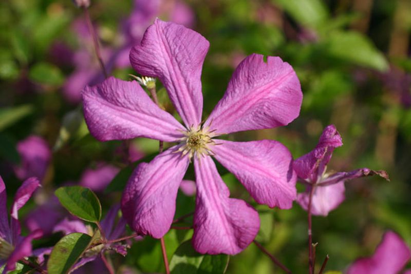 Italienische Waldrebe 'Kermesina' - Clematis viticella 'Kermesina'