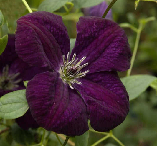 Italienische Waldrebe 'Royal Velours' - Clematis viticella 'Royal Velours'