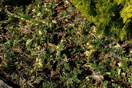 Jadegrüner Wacholder 'Villa Marie' - Juniperus horizontalis 'Villa Marie'