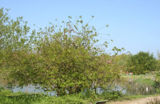 Japan.Drachenweide - Salix sachalinensis 'Sekka'