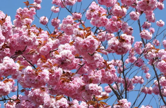 Japan.Nelkenkirsche 'Kanzan' - Prunus serrulata Kanzan