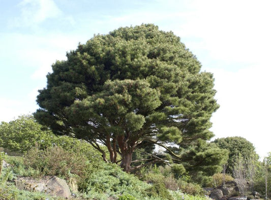 Japan.Strauchkiefer 'Umbraculifera' - Pinus densiflora 'Umbraculifera'