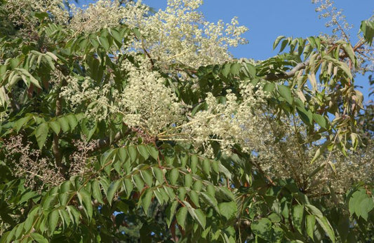 Japanische Aralie - Aralia elata