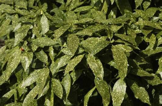 Japanische Aucube - Aucuba japonica 'Variegata'