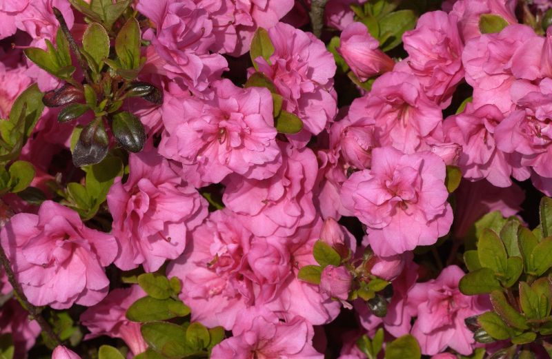 Japanische Azalee 'Babuschka' ® - Rhododendron obt.'Babuschka' ®