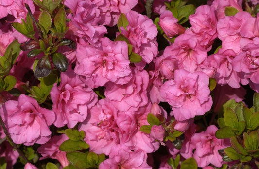 Japanische Azalee 'Babuschka' ® - Rhododendron obt.'Babuschka' ®