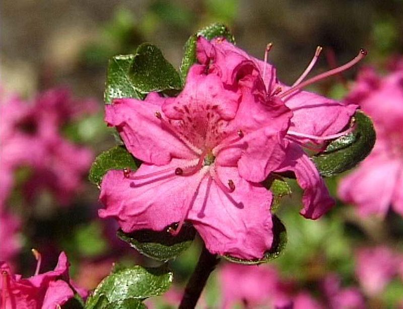 Japanische Azalee 'Diamant Lachs' ® - Rhododendron obt.'Diamant Lachs' ®