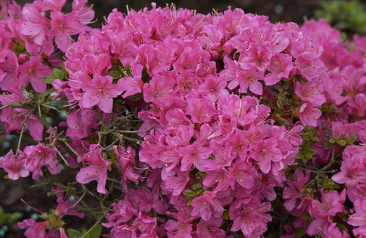 Japanische Azalee 'Diamant Rosa' ® - Rhododendron obt.'Diamant Rosa' ®